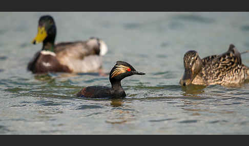 Schwarzhalstaucher (Podiceps nigricollis)