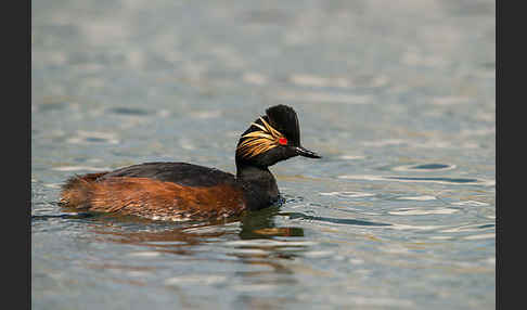 Schwarzhalstaucher (Podiceps nigricollis)