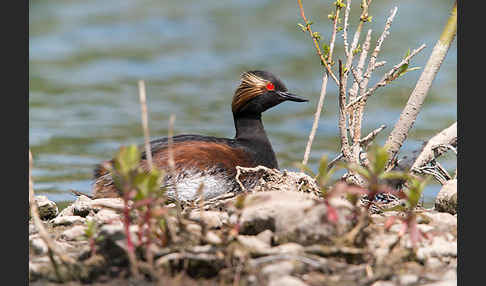 Schwarzhalstaucher (Podiceps nigricollis)