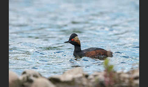 Schwarzhalstaucher (Podiceps nigricollis)