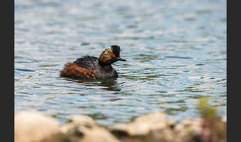 Schwarzhalstaucher (Podiceps nigricollis)