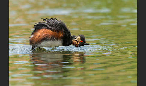 Schwarzhalstaucher (Podiceps nigricollis)