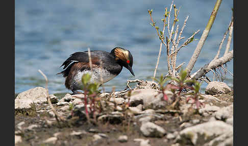 Schwarzhalstaucher (Podiceps nigricollis)