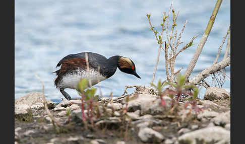 Schwarzhalstaucher (Podiceps nigricollis)