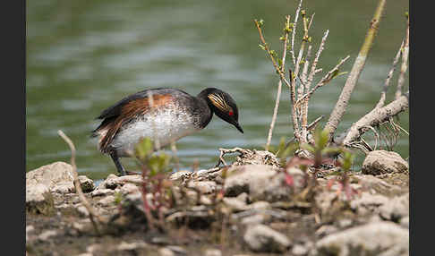 Schwarzhalstaucher (Podiceps nigricollis)