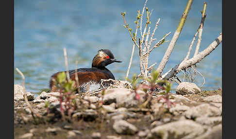 Schwarzhalstaucher (Podiceps nigricollis)