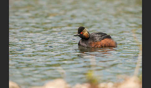 Schwarzhalstaucher (Podiceps nigricollis)