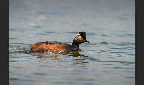 Schwarzhalstaucher (Podiceps nigricollis)