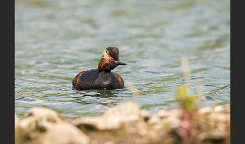 Schwarzhalstaucher (Podiceps nigricollis)