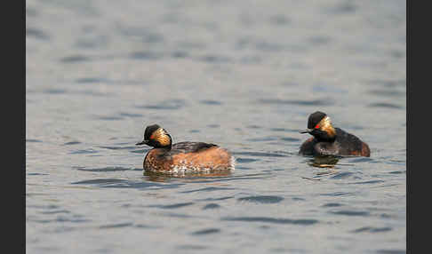 Schwarzhalstaucher (Podiceps nigricollis)