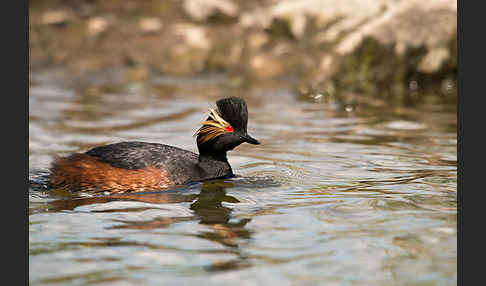 Schwarzhalstaucher (Podiceps nigricollis)