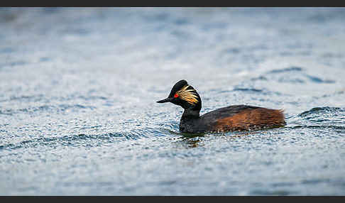 Schwarzhalstaucher (Podiceps nigricollis)