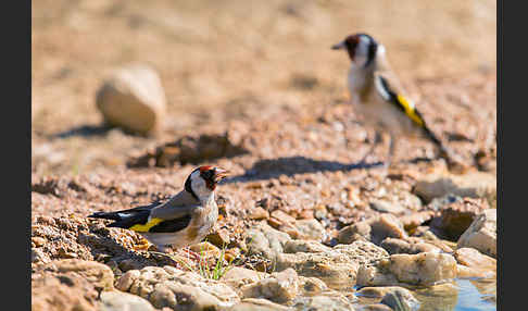 Stieglitz (Carduelis carduelis)