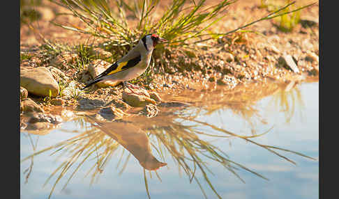 Stieglitz (Carduelis carduelis)