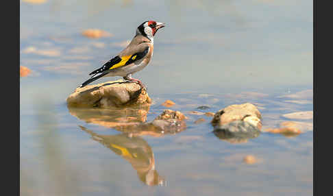 Stieglitz (Carduelis carduelis)