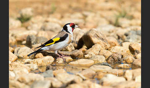 Stieglitz (Carduelis carduelis)