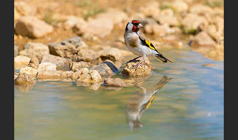 Stieglitz (Carduelis carduelis)