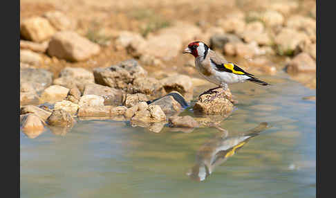 Stieglitz (Carduelis carduelis)