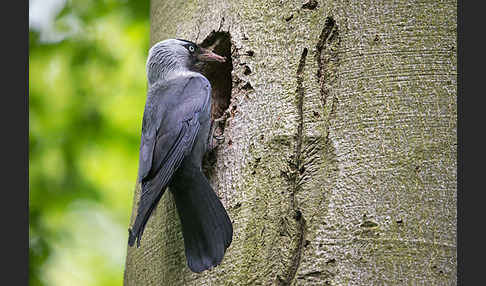 Dohle (Corvus monedula)