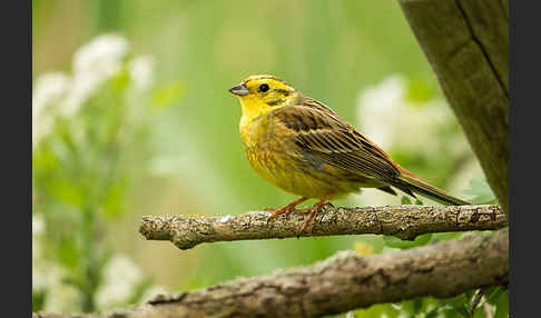 Goldammer (Emberiza citrinella)