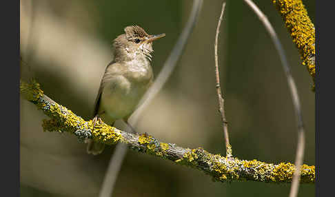 Sumpfrohrsänger (Acrocephalus palustris)