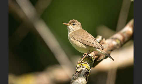 Sumpfrohrsänger (Acrocephalus palustris)