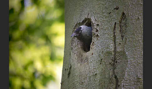 Dohle (Corvus monedula)