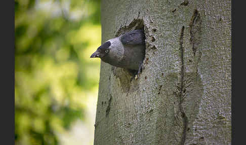 Dohle (Corvus monedula)