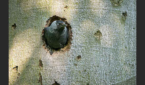 Dohle (Corvus monedula)