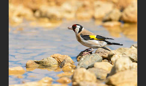 Stieglitz (Carduelis carduelis)