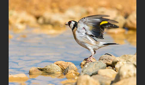 Stieglitz (Carduelis carduelis)