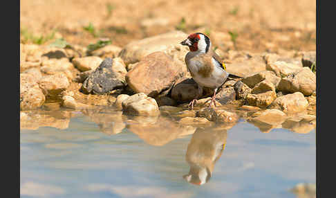 Stieglitz (Carduelis carduelis)