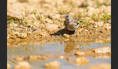 Stieglitz (Carduelis carduelis)