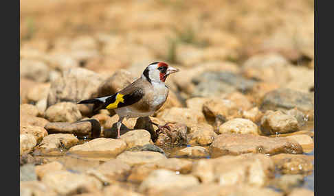 Stieglitz (Carduelis carduelis)