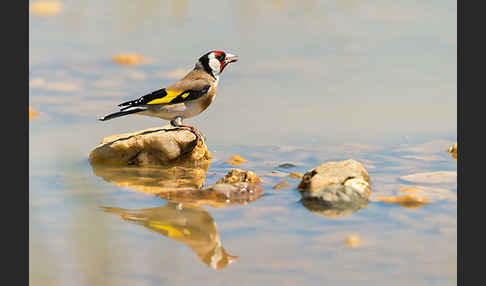 Stieglitz (Carduelis carduelis)