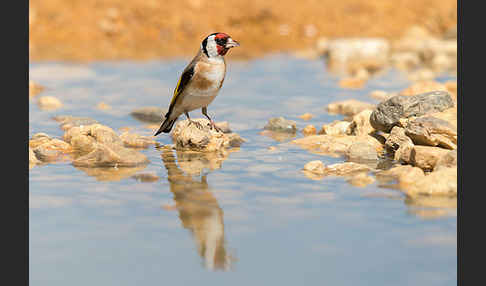 Stieglitz (Carduelis carduelis)