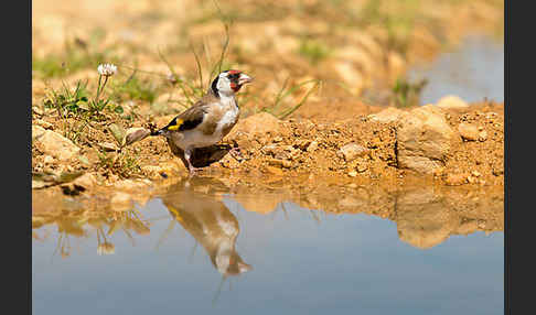 Stieglitz (Carduelis carduelis)