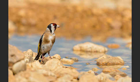 Stieglitz (Carduelis carduelis)