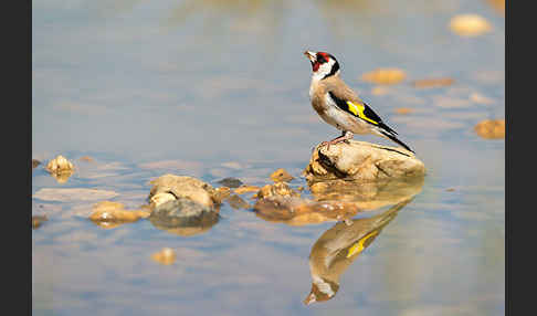 Stieglitz (Carduelis carduelis)