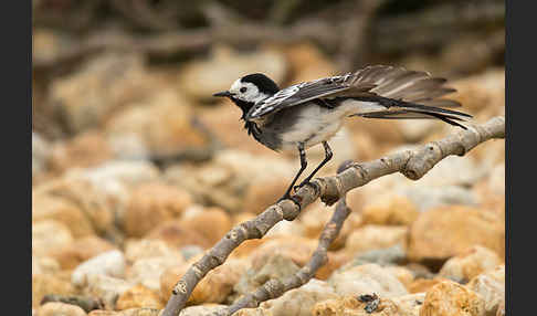 Bachstelze (Motacilla alba)