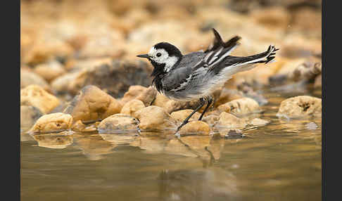 Bachstelze (Motacilla alba)