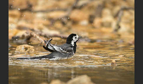 Bachstelze (Motacilla alba)