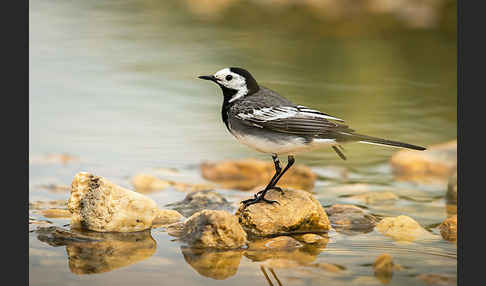 Bachstelze (Motacilla alba)