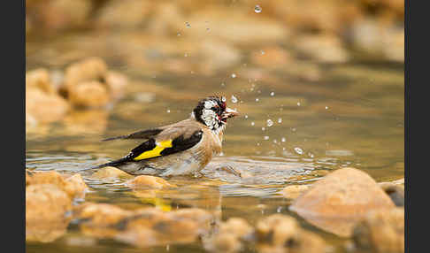 Stieglitz (Carduelis carduelis)