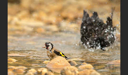 Star (Sturnus vulgaris)