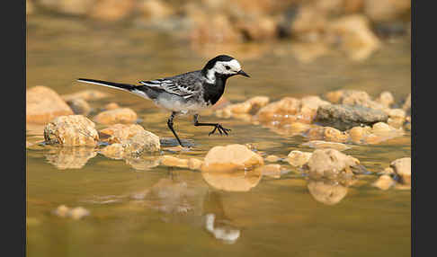 Bachstelze (Motacilla alba)