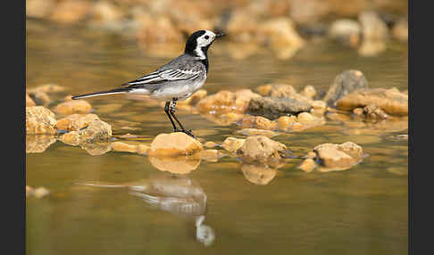 Bachstelze (Motacilla alba)