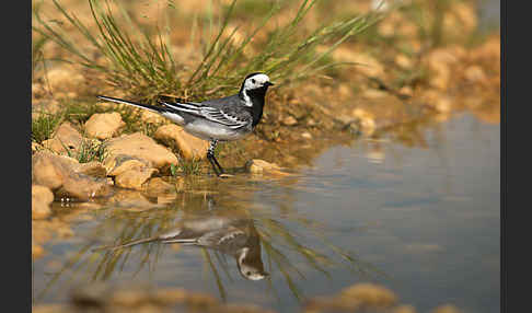 Bachstelze (Motacilla alba)