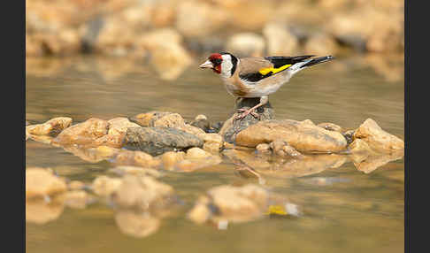 Stieglitz (Carduelis carduelis)