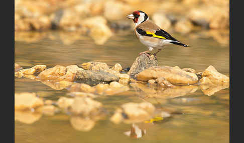 Stieglitz (Carduelis carduelis)